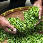 茶叶行业发展前景广阔 提高标准化为行业发展关键