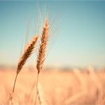 小麦种植发展现状分析 整体同比呈现“三减一增”态势