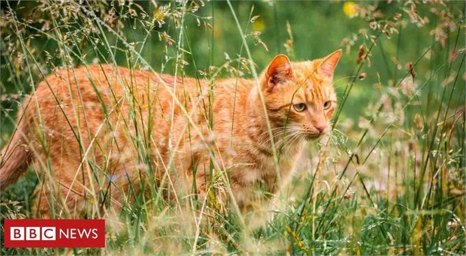 猫奴要哭了！新西兰地区议会提议禁止养猫 以保护本地动物