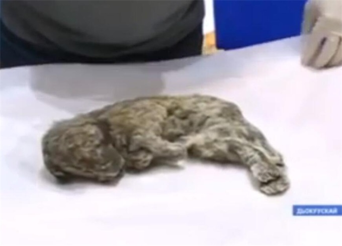 冰冻幼狮