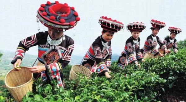 云南茶叶产业