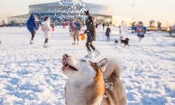 数据热|全国56%的宠物生活在东部沿海城市，男人的消费能力不如狗