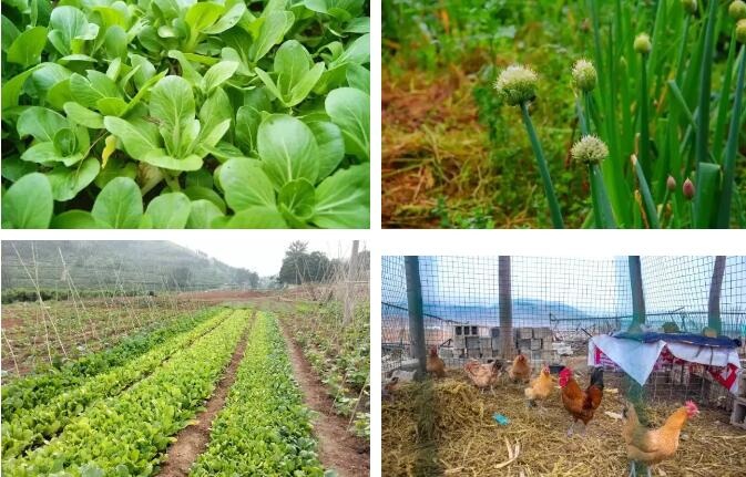 朱家林田园综合体