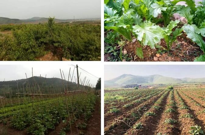 朱家林田园综合体