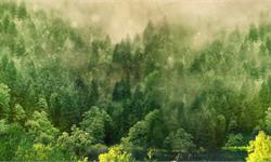 研究人员：100%可再生能源并不一定环保 更需要有意义的政策变化