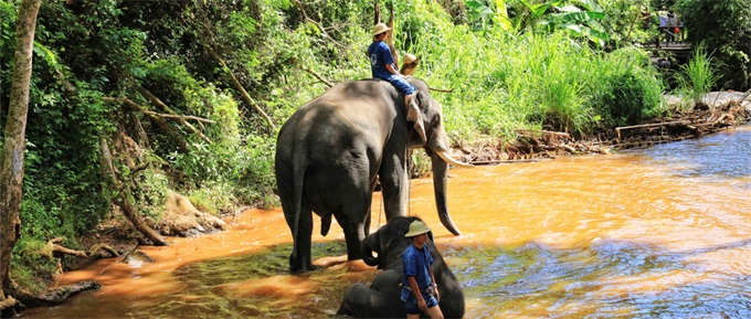 泰国大象出口
