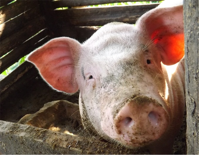 持续加压美国农业！中国取消3247吨美国猪肉订单