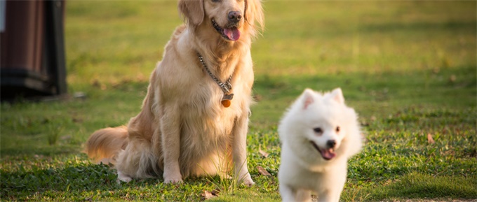 Gallant为狗的干细胞银行打开大门 可治疗年老狗的疾病