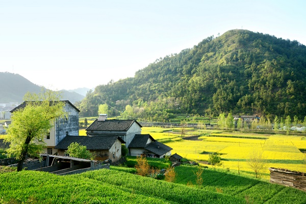 如何发展乡村振兴