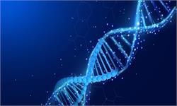 研究人员使用CRISPR-<em>HOT</em>新技术“涂色” 可在类器官中实现快速可靠的基因敲入