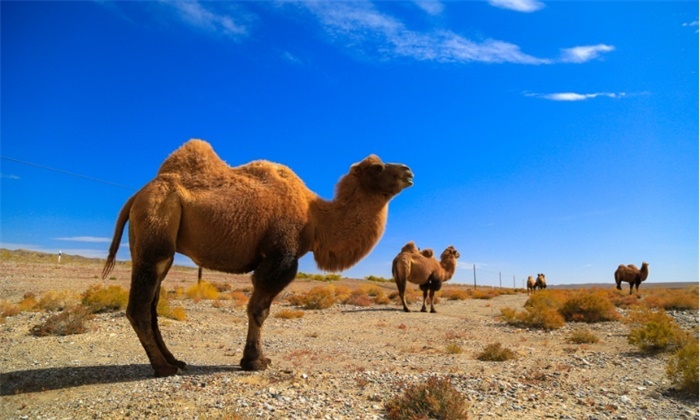 澳大利亚5天杀5000头骆驼