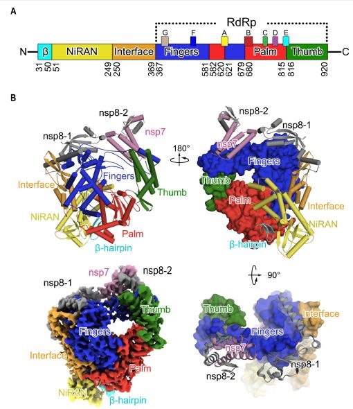 一些研究人员发现sars-cov-2对人类呼吸道受体具有很强的亲和力,这