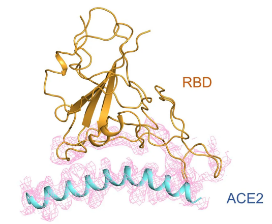 新冠病毒s蛋白的受體結合結構域