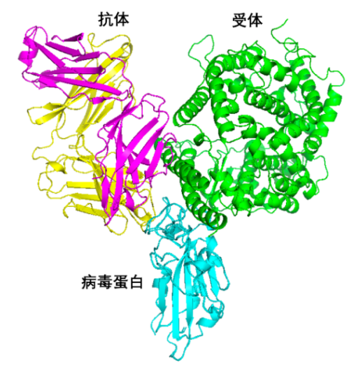 成功分离206种新冠病毒特异性抗体!清华大学与深圳三院合作发布新成果