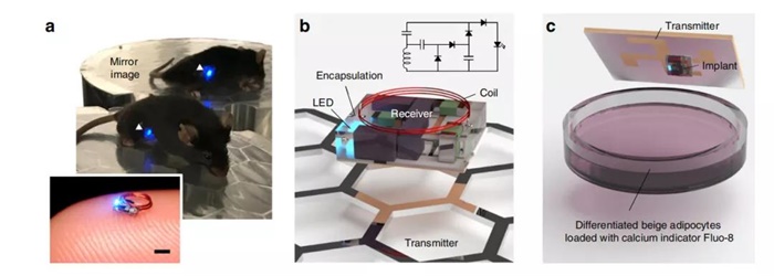 《科学》（20251016出版）一周论文导读(图1)