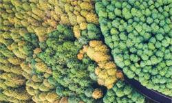 绿进沙退！毛乌素沙漠即将从陕西版图消失 栽种树木可绕地球<em>赤道</em>54圈