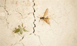 是蜜蜂5倍大！美国首次发现“杀手大黄蜂” 异常凶猛还会“鸠占鹊巢”