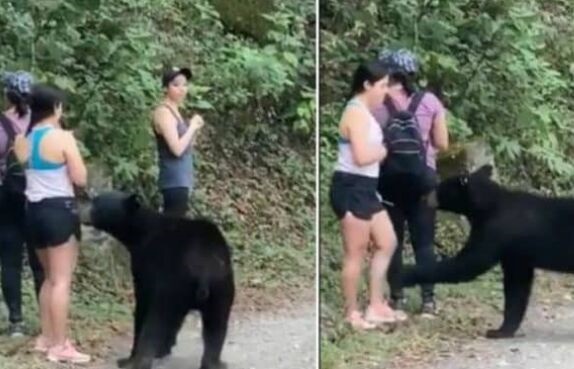  3名女子路遇黑熊被熊抱