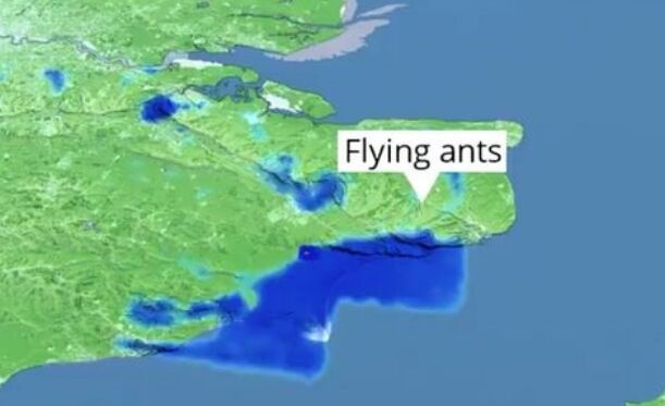  英国上空现巨型飞蚁群