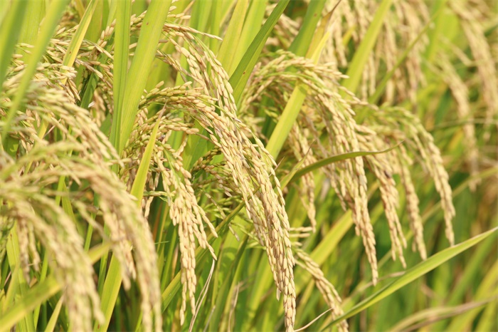 水稻“抗涝基因”