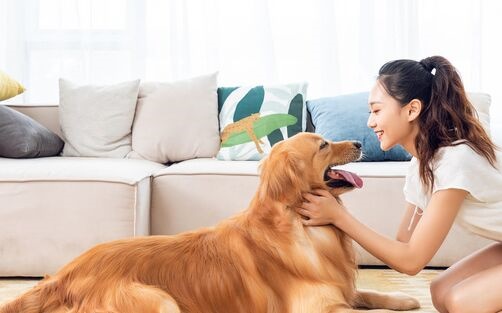  深圳犬只未植入芯片将被视为无证养犬