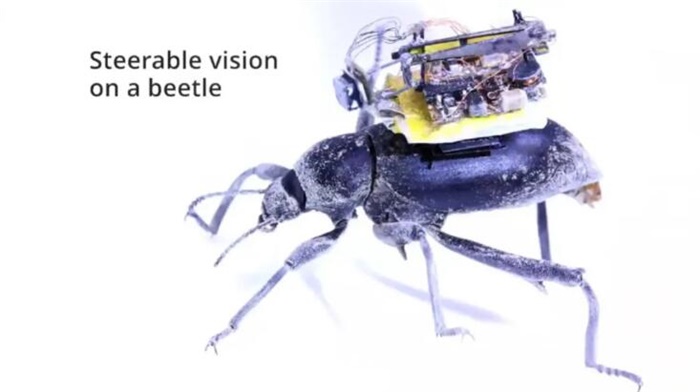 登上科学子刊身背相机的昆虫摄像师来了它眼里的大千世界有多神奇