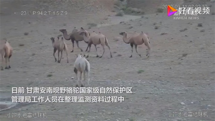 白化野骆驼