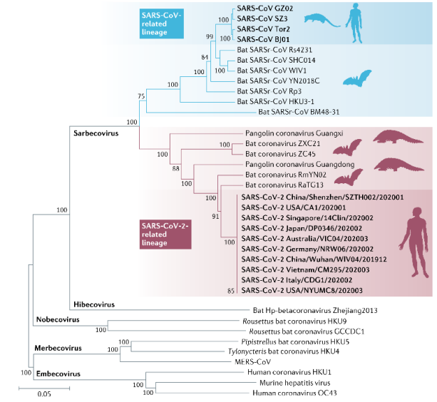 石正丽重磅综述 | 从溯源到治疗,全面综述新冠病毒特征
