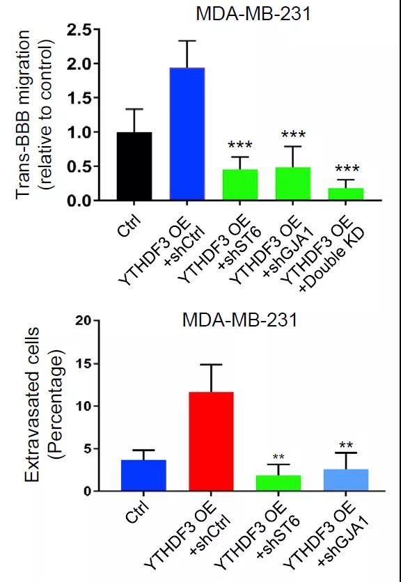 cancer cell重磅!黄苏云/何川揭示m6a影响肿瘤脑转移机制