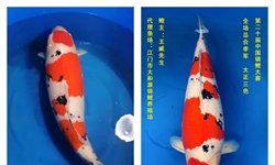 花近100万买的锦鲤长什么样？
