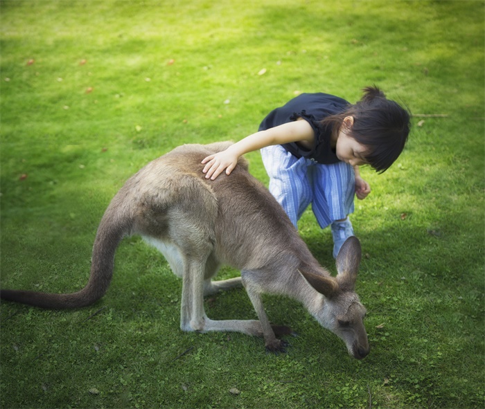 研究发现:袋鼠与人进行眼神交流