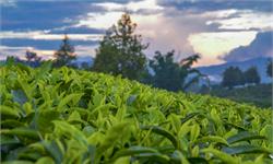 来源于你正在喝的茶：茶氨酸肽合成新型抗菌剂