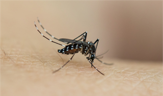 蚊子咬人原来是这种基因作祟，将其敲除可斩断病毒传播链
