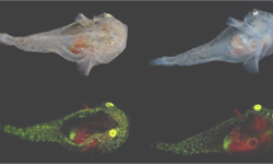 鱼眼里“闪着一丝诡异的光”，科学家说这都是真的