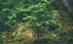 NASA把“月亮树”种在地球,英国人却把它们弄丢了,现在正忙着全国找