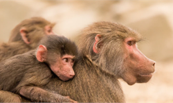 生孩子还带娃,压力太大导致雌性狒狒寿命缩短20%,人类女性可能更惨!