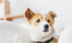 科学家公布最新“人犬年龄换算法”，你家<em>毛孩</em>子几岁啦？