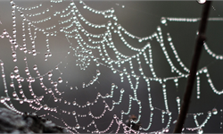 西双版纳新发现蜘蛛被命名“姜文”，连李时珍的名字都用上了