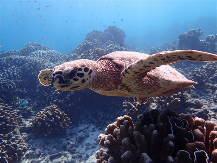 科学家首次在海龟肌肉中发现塑料