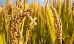 袁隆平院士遗体灵车到达湖南杂交水稻研究中心 再看一眼毕生钟爱的“杂交稻”