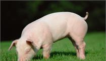 龙门县：关于做好2021年省级生猪现代农业产业园实施主体遴选工作的通知