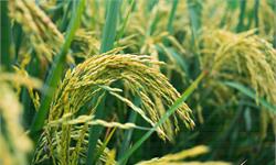 水稻也怕热！炎热夜晚导致水稻减产，数百个基因的表达比平时提前或推迟