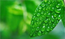 研究表明：雨水中丰富的微生物有利于植物生长