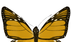 神奇的同位素图，解开黑脉金斑蝶的迁徙之谜