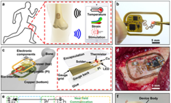 薄如一张纸！科学家开发出“骨表面电子设备”，可长期依附骨骼不脱落