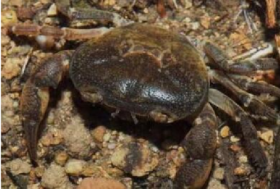 深圳山溪发现蟹类新物种 研究员取名为 深圳巨腹蟹