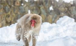 猴界“武則天”！日本雪猴女王揭竿起義，暴力篡位終結長達70年的雄性統治