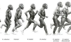 人类百万年进化“保命机制”，不是为了保持比基尼身材