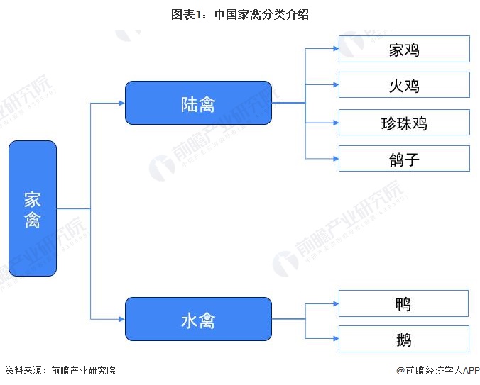 图表1：中国家禽分类介绍