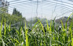 甘谷县农业示范园区多点开花带动现代农业快速发展